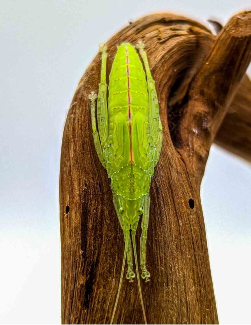 Phyllomimus sp (Thailande)