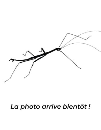 Myronides glaucus