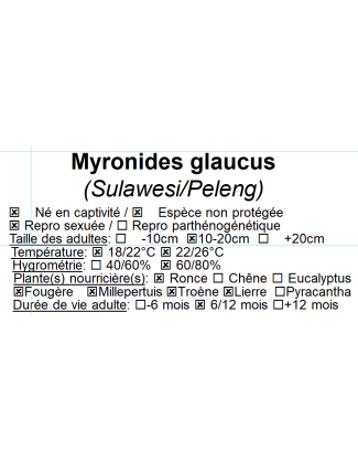 Myronides glaucus 2