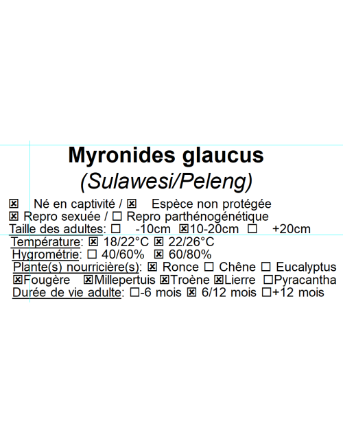 Myronides glaucus