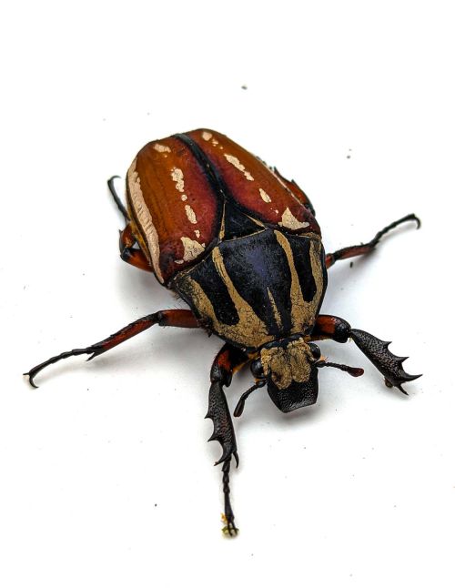Mecynorrhina torquata ugandensis