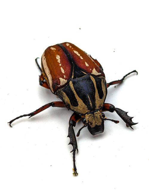 Mecynorrhina torquata ugandensis