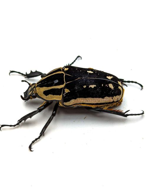 Mecynorrhina torquata ugandensis