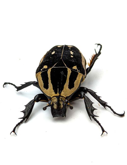 Mecynorrhina torquata ugandensis