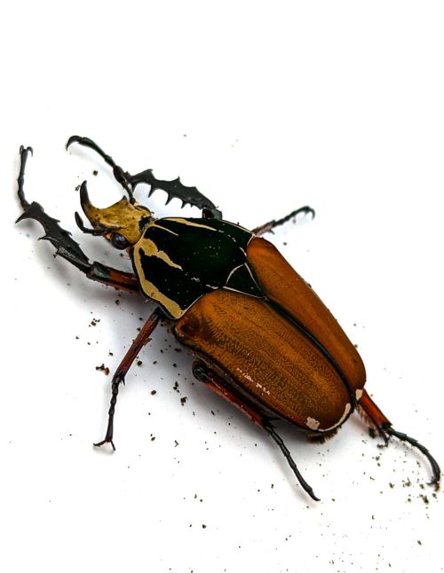 Mecynorrhina torquata ugandensis