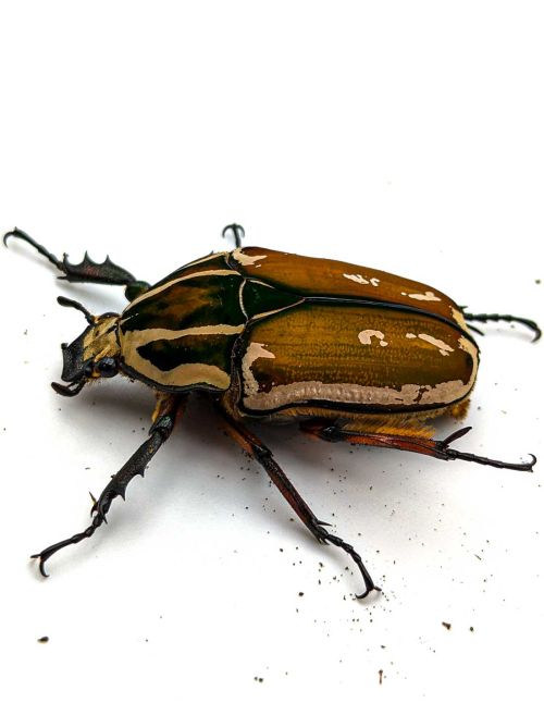 Mecynorrhina torquata ugandensis