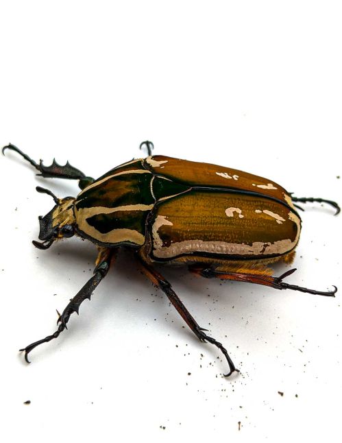 Mecynorrhina torquata ugandensis