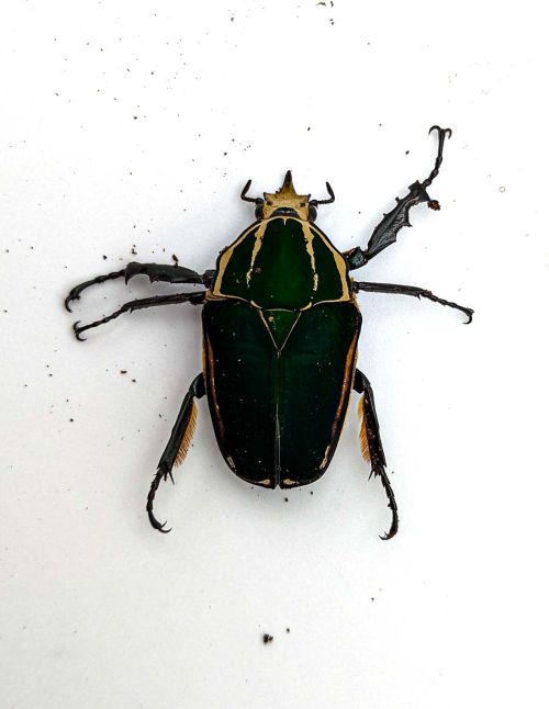 Mecynorrhina torquata ugandensis