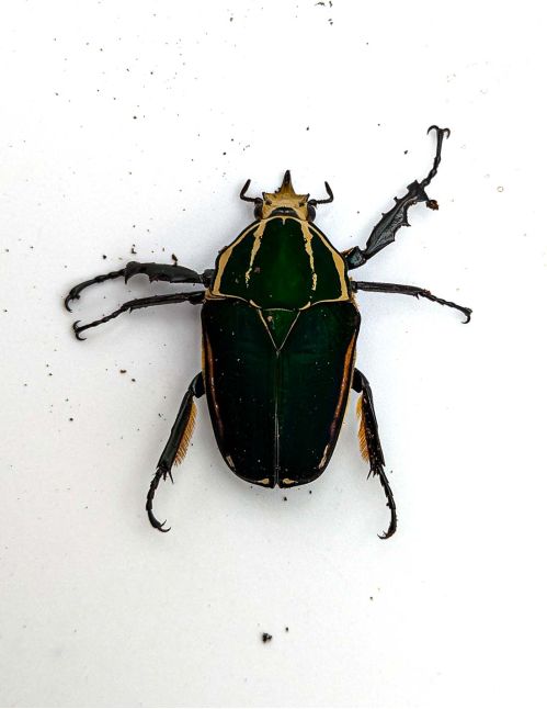 Mecynorrhina torquata ugandensis