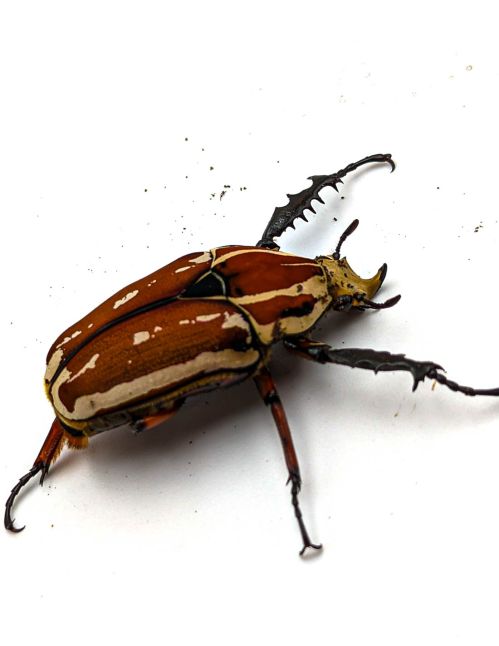 Mecynorrhina torquata ugandensis