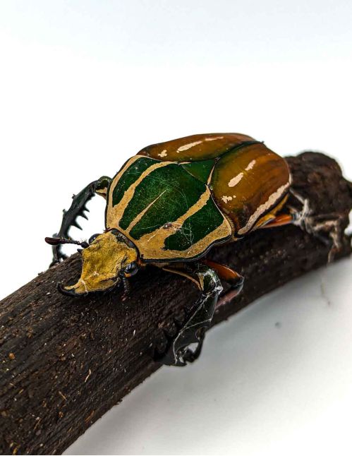 Mecynorrhina torquata ugandensis