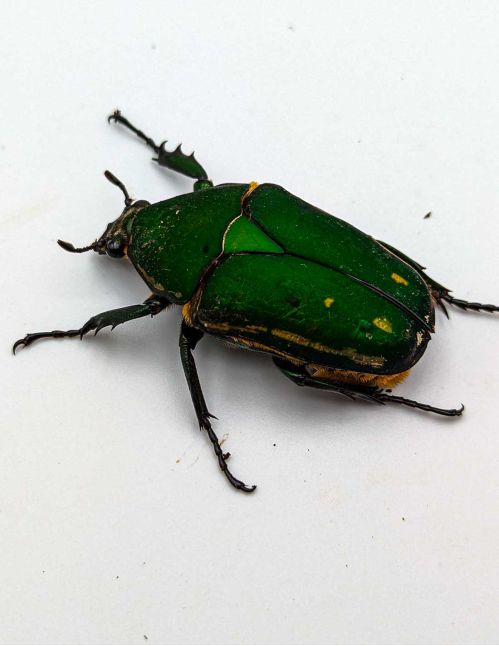 Mecynorrhina torquata ugandensis