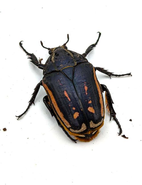 Mecynorrhina torquata ugandensis