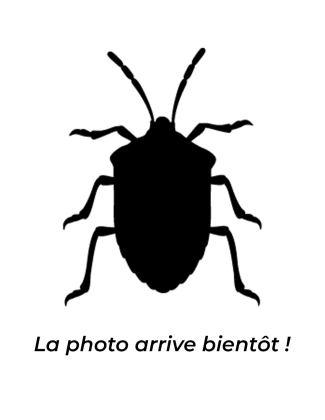 Platymeris Guttatipennis - Punaise assassine