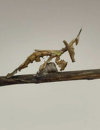 Stenophylla lobivertex - Mante dragon 2