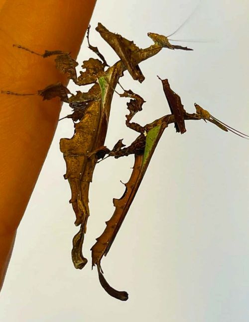 Stenophylla lobivertex - Mante dragon