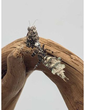 Pseudacanthops lobipes - Mante mousse péruvienne