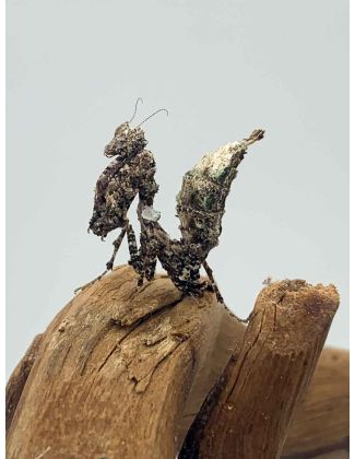 Pseudacanthops lobipes - Mante mousse péruvienne 2