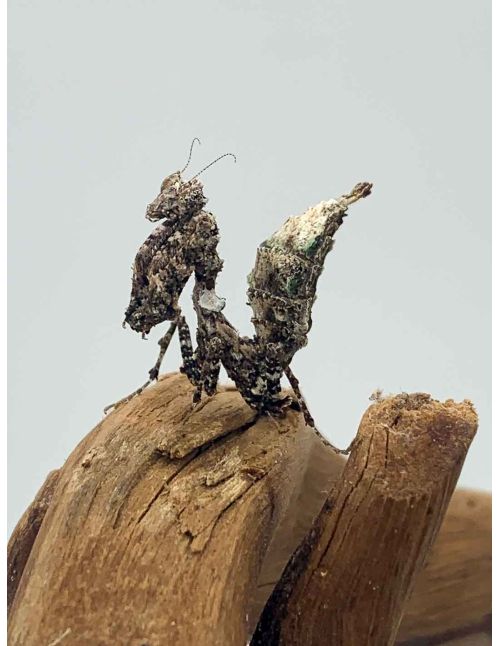 Pseudacanthops lobipes - Mante mousse péruvienne