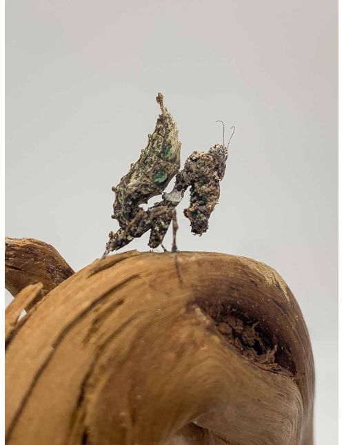 Pseudacanthops lobipes - Mante mousse péruvienne
