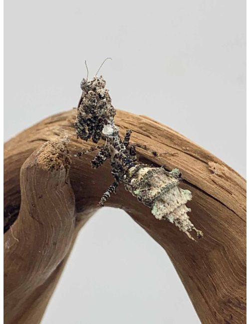 Pseudacanthops lobipes - Mante mousse péruvienne