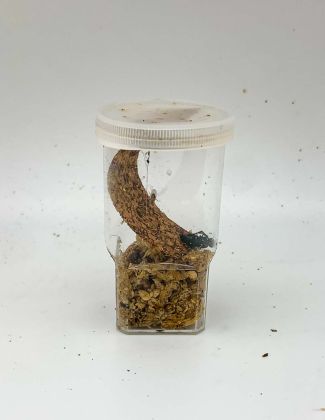 Boite élevage Araignées 2