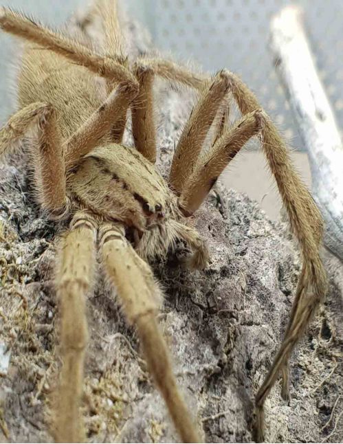 Cupiennius salei