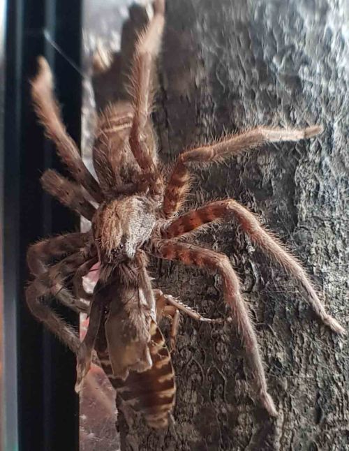 Cupiennius salei