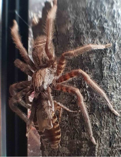 Cupiennius salei
