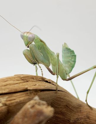 Sphodromantis Viridis