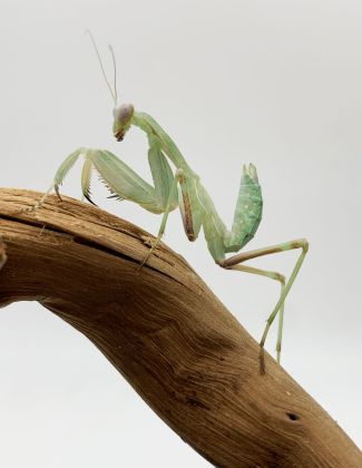 Sphodromantis Viridis 2