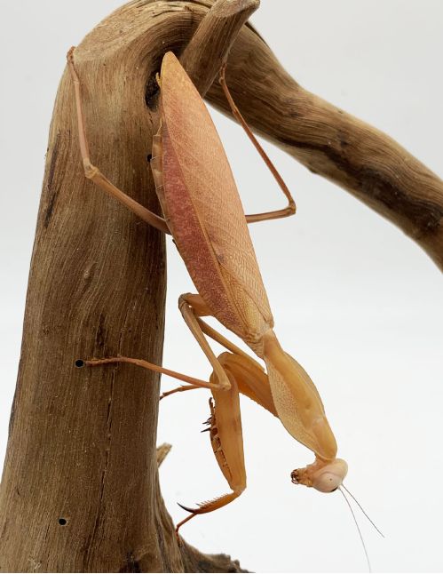 Rhombodera kirbyi