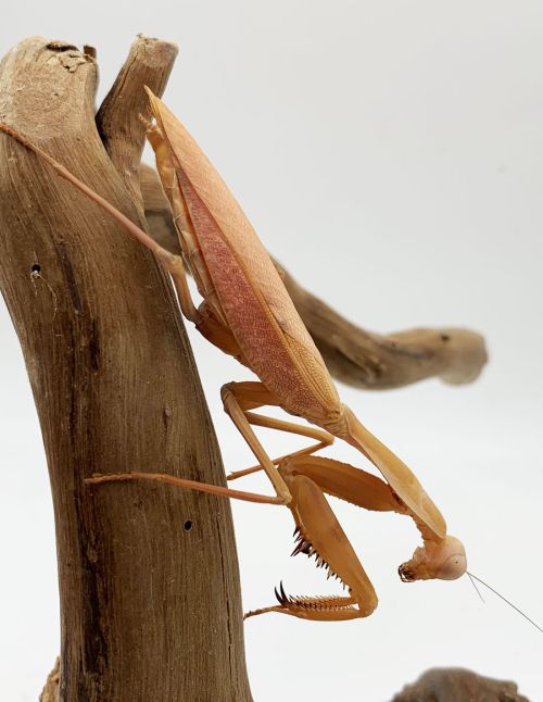 Rhombodera kirbyi