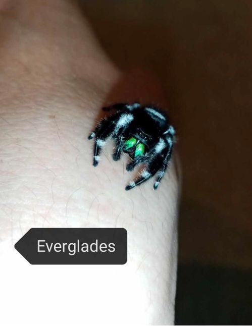 Araignée sauteuse Royale - Phidippus regius