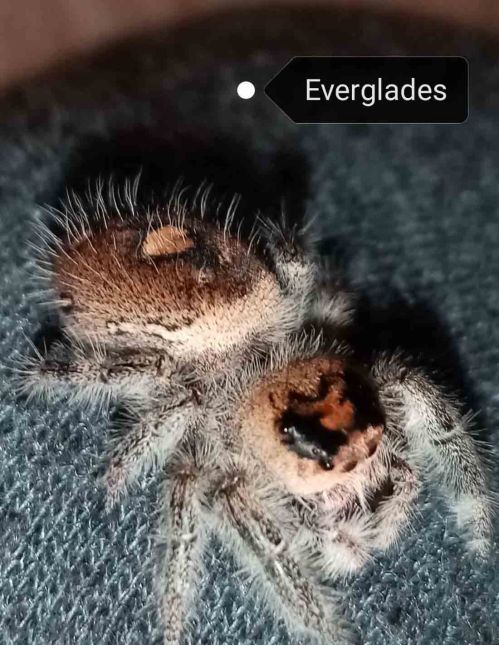 Araignée sauteuse Royale - Phidippus regius