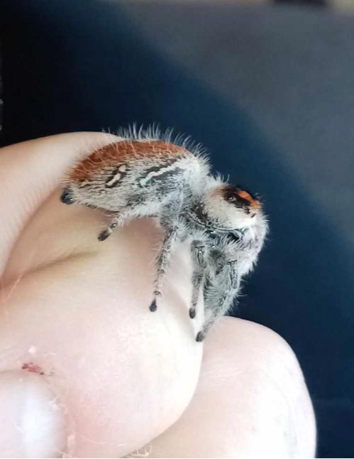 Araignée sauteuse Royale - Phidippus regius