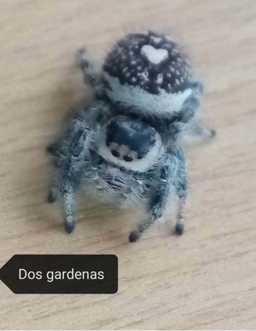 Araignée sauteuse Royale - Phidippus regius