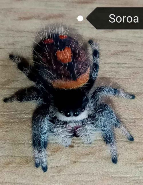 Araignée sauteuse Royale - Phidippus regius