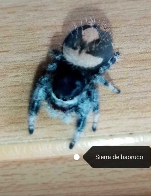 Araignée sauteuse Royale - Phidippus regius