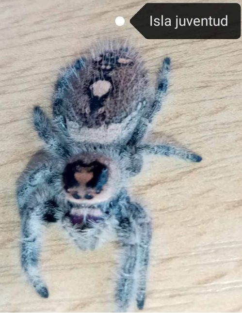 Araignée sauteuse Royale - Phidippus regius