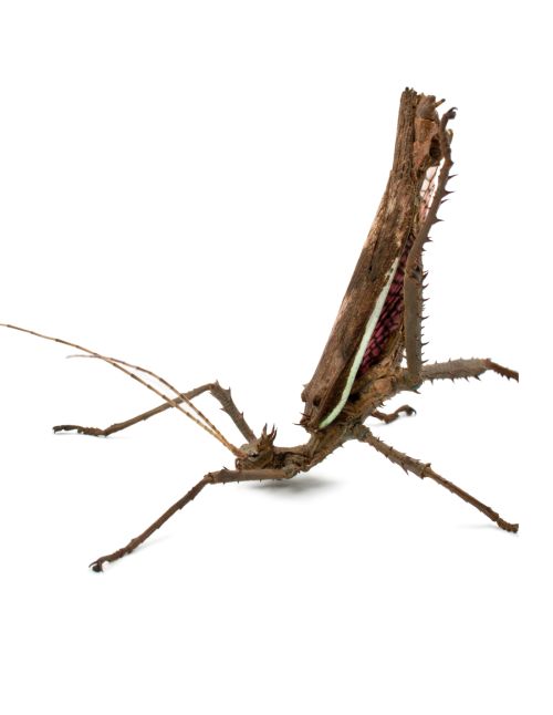 Heteropteryx dilatata - Phasme feuille géant