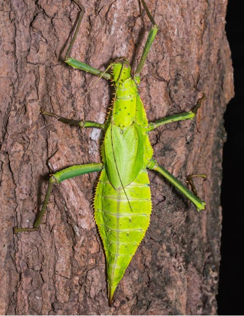 Heteropteryx dilatata - Phasme feuille géant