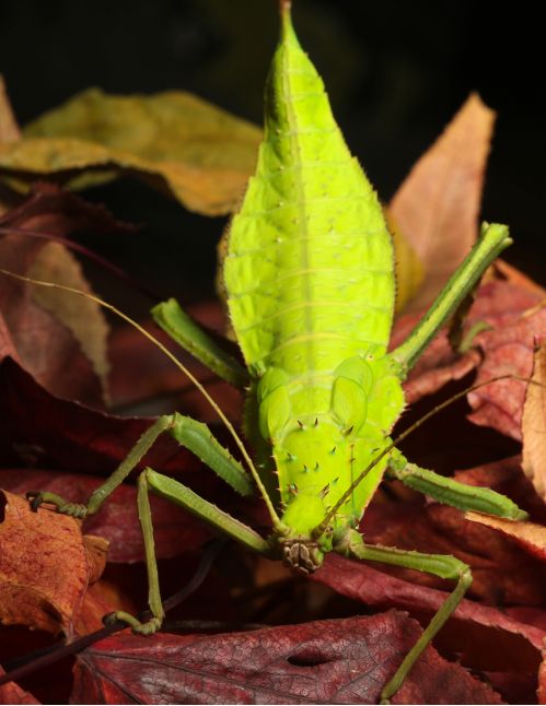 Heteropteryx dilatata - Phasme feuille géant
