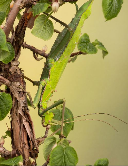 Heteropteryx dilatata - Phasme feuille géant