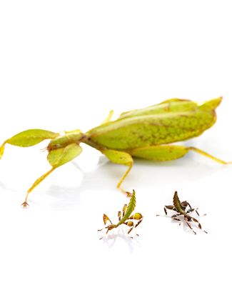 Phasme feuille - Phyllium philippinicum 2