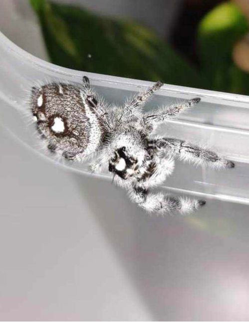 Araignée sauteuse Royale - Phidippus regius