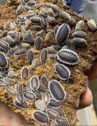 Porcellio werneri