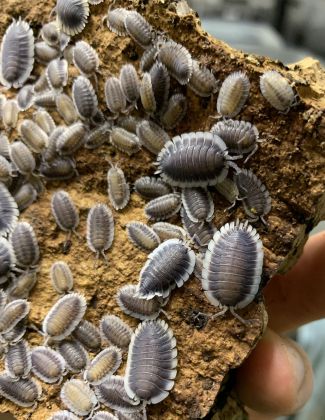 Porcellio werneri 2
