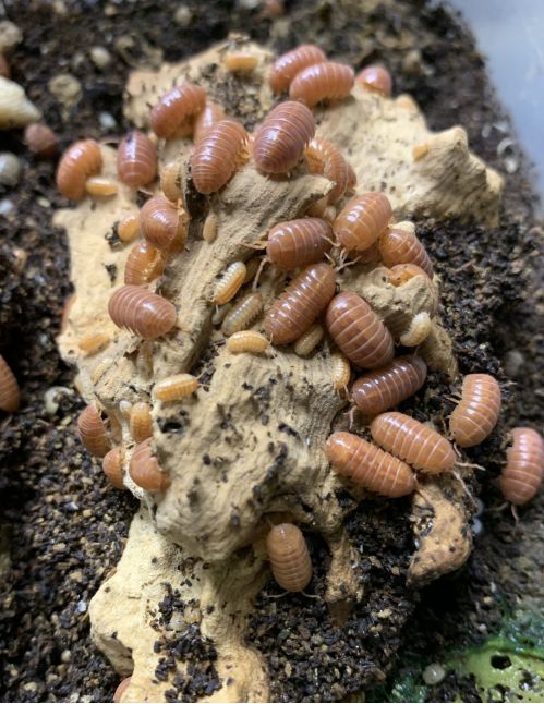 Armadillidium vulgare "Red"