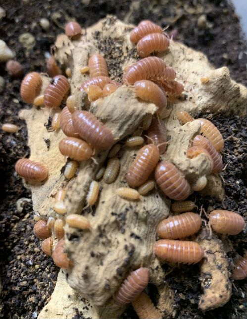 Armadillidium vulgare "Red"